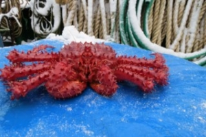 centolla 1a [320x200]