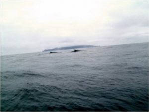 Isla Chañaral [Desktop Resolution] [320x200]