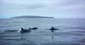 Atacama avistamiento cetaceos (2) [320x200]