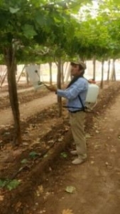 uvas [320x200]-compressed