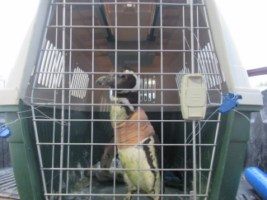 IMG_0822 [320x200]-compressed