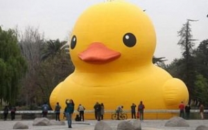 Pato (Copiar)-compressed