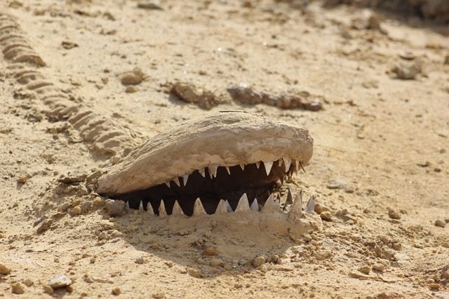 IMG_3003 (Copiar)-compressed