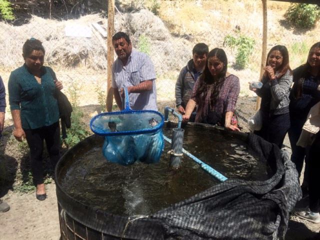 Truchas Alto del Carmen 1 [640x480]-compressed