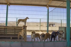 Archivo Canil Municipal (2) [640x480]