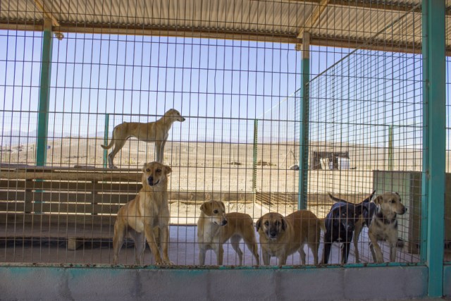 Archivo Canil Municipal (2) [640x480]