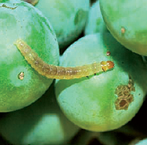 larva (Copiar)