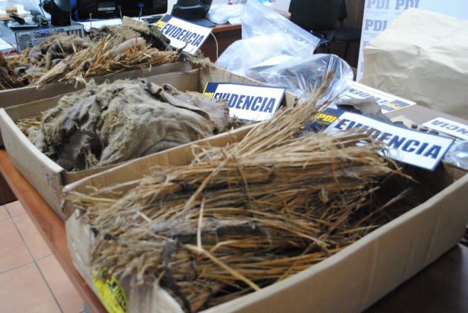 MOMIAS-INFANTES-660x441 (1)