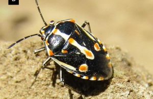 2chinche_pintado [640x480]