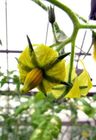 Tomate Flor (1) (Copiar)