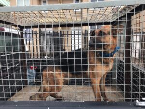 Retiro de perro abandonado (1)