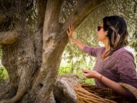 Archivo Sernatur - Huasco bajo - Olivos Centenariois-22_