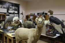 proyecto taxidermia 11