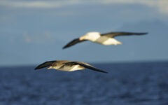 DSC1058-ARW_DxO_DeepPRIME_J.Herreros-1500x936