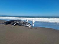 dia-ballenas-delfines4-compressed