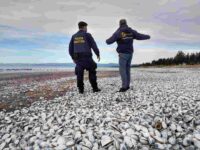 varazon-referencial-compressed