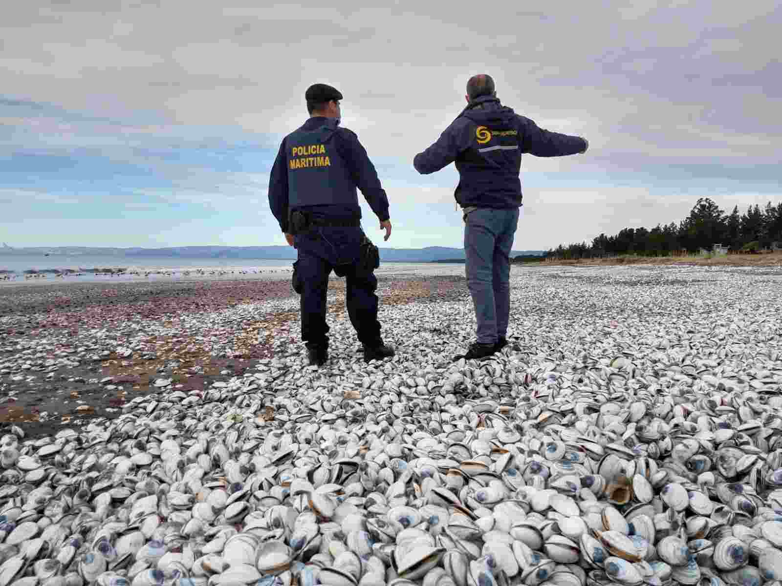 varazon-referencial-compressed