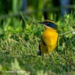 siete colores 1_IsabelCeledon copia-compressed