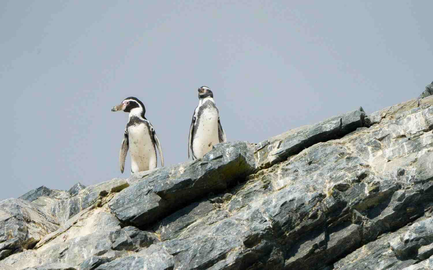 PORTADAHUMBOLDT1-1500x936-compressed