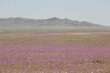 Parque-Nacional-Desierto-Florido-2-002-1024x683-compressed