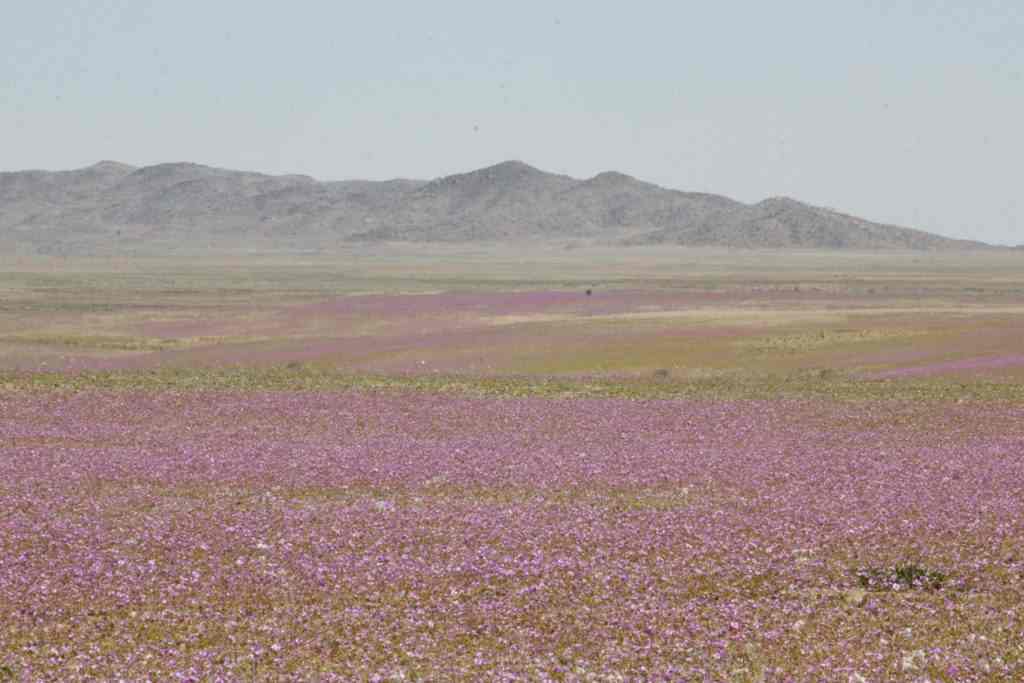 Parque-Nacional-Desierto-Florido-2-002-1024x683-compressed