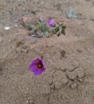 Cistanthe longiscapa también conocida como Pata de Guanaco en su ambiente autóctono gracias al proyecto FIC