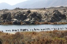 Foto-concurso-humedales-Atacama