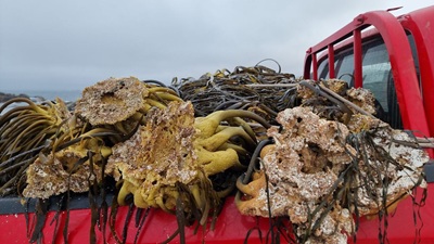 fiscalizacion-algaspardas-huasco-2907-3