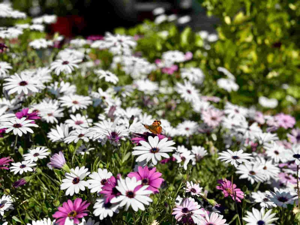 Foto primavera-compressed