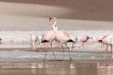 PN Nevado Tres Cruces (120)-compressed