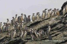 La Higuera - Oceana - Eduardo Sorensen 3-compressed
