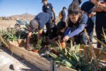 Impulsa nuevo espacio verde en Inca de Oro
