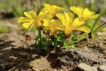 Cada foto cuenta: iNaturalist Chile invita a la ciudadanía a monitorear el Desierto Florido 2026 