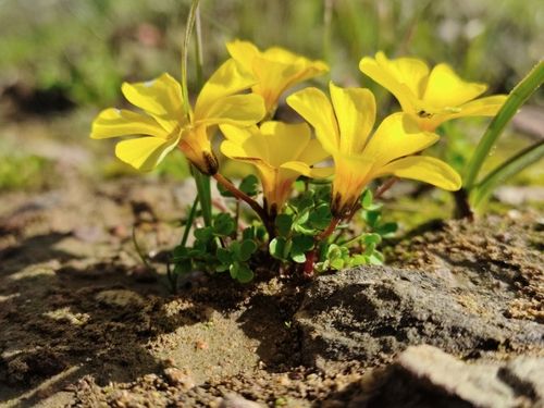 Foto portada - Oxalis perdicaria - usuario iNaturalist aricafoix-compressed