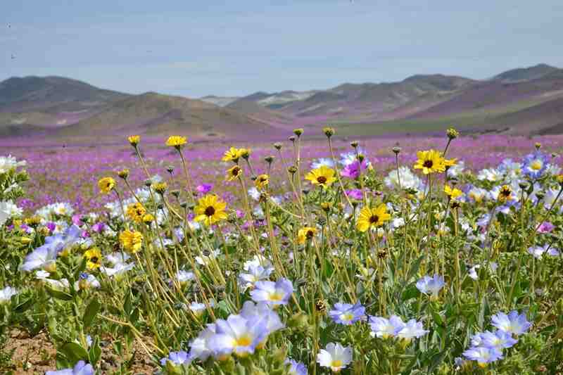 patriciohurtado-hills-960126_1280-compressed